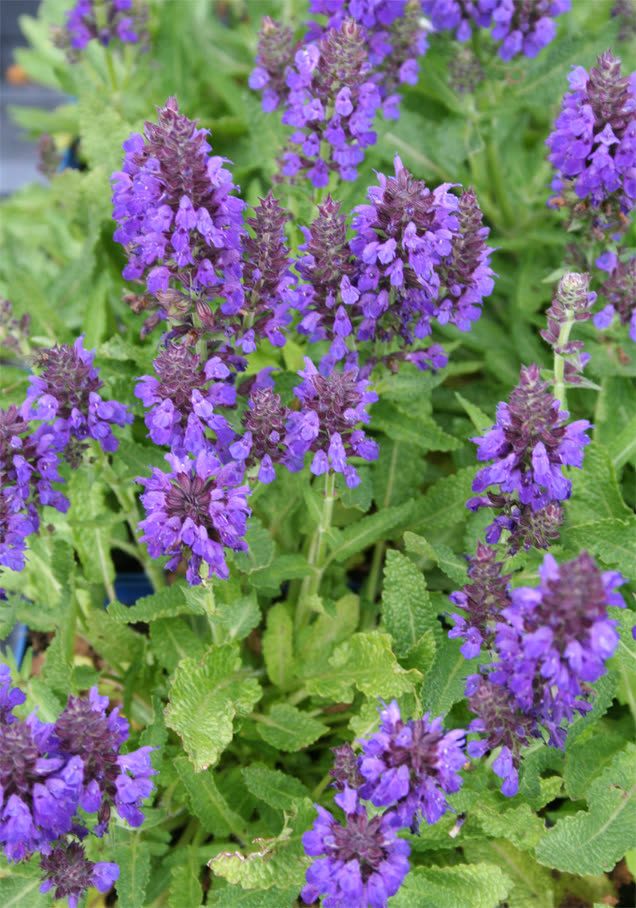 Großblütige Braunelle 'Bella Blue'