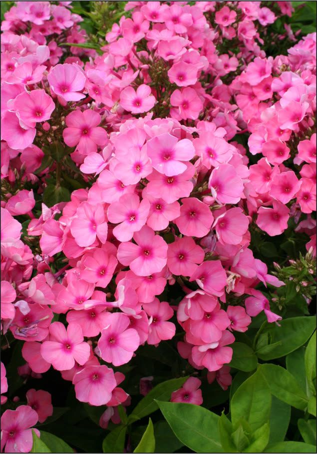 Hoher Stauden-Phlox 'Rijnstroom'