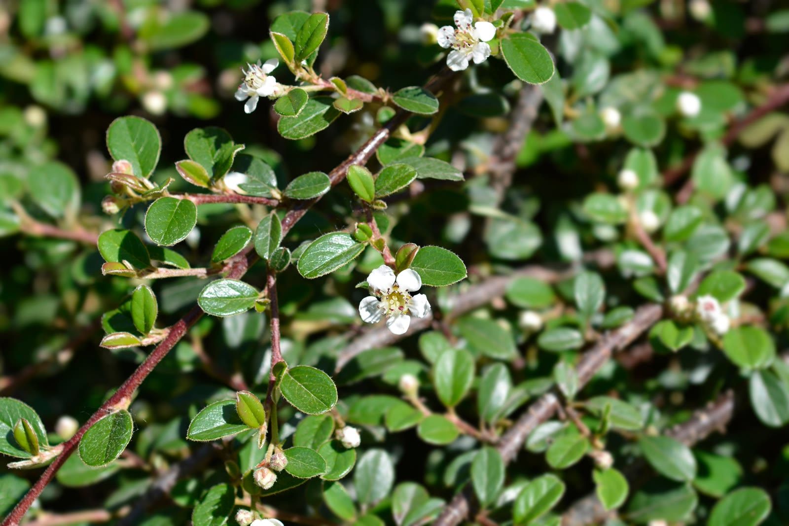 Teppich-Zwergmispel 'Radicans'