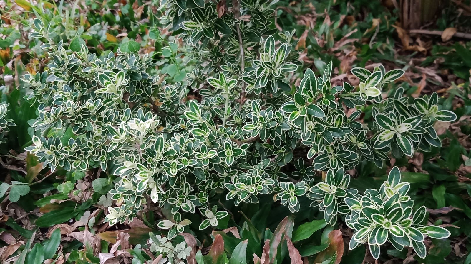 Weißbunte Kriechspindel 'Emerald Gaiety'