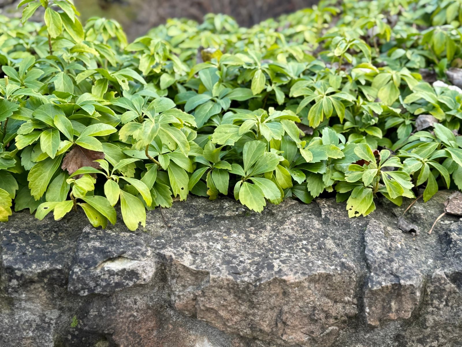 Ysander 'Green Carpet'