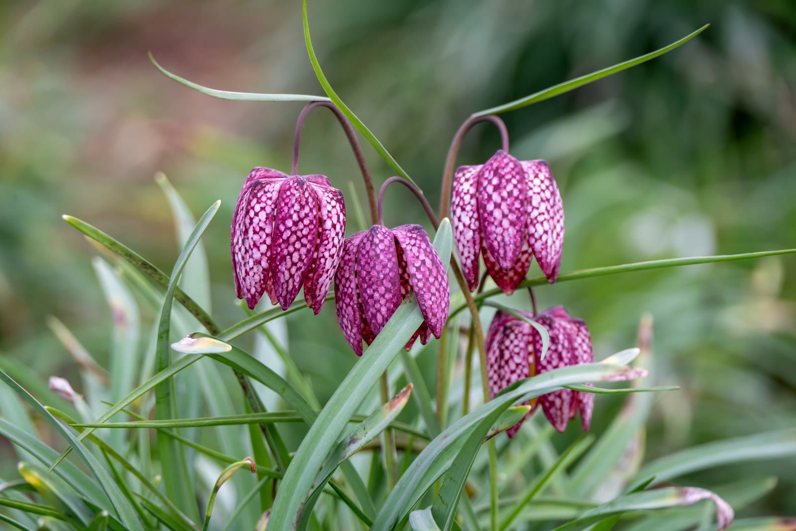 Schachbrettblume