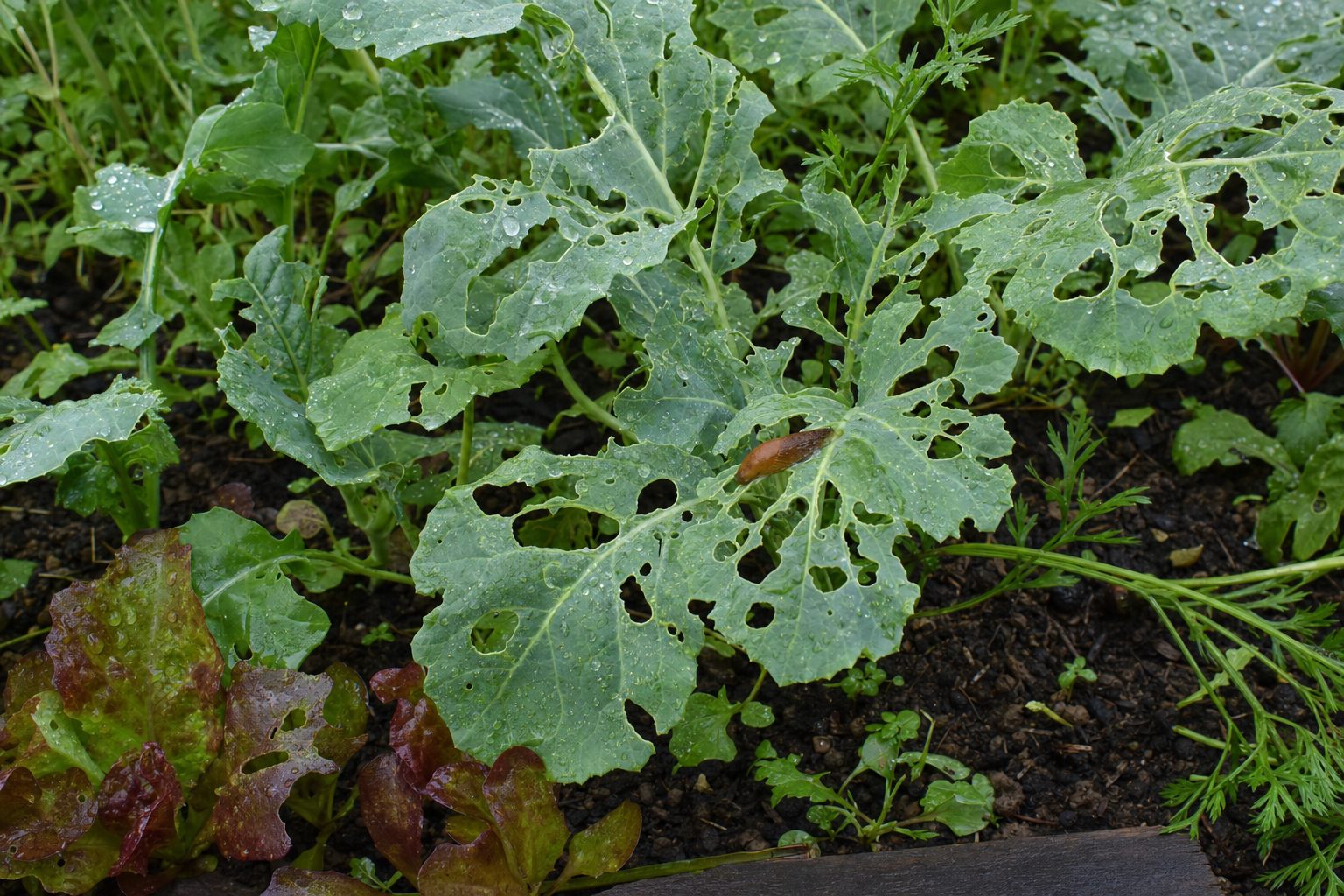 Garten gegen Schnecken