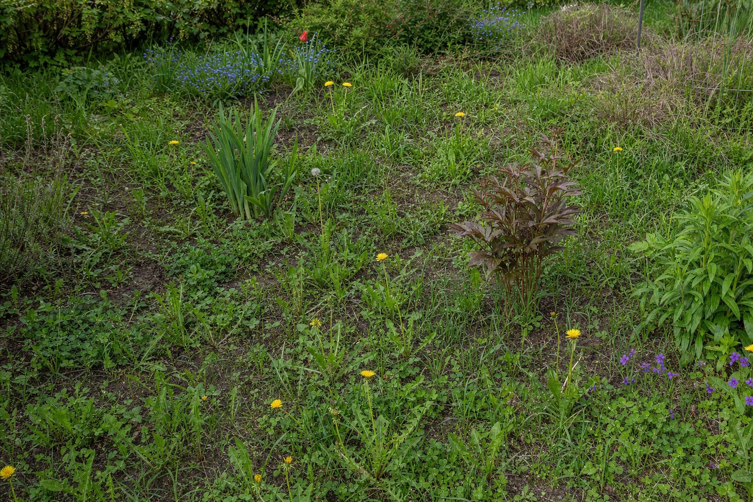Garten gegen Unkraut